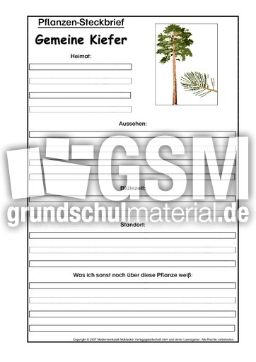 Pflanzensteckbrief-Gemeine-Kiefer.pdf
